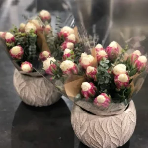 Ice Cream Tulip Bulbs - 5 Spring Planting Flower Bulbs Growing