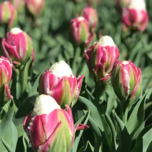 Ice Cream Tulip Bulbs - Fall Planting Flower Bulbs Zones 3-8