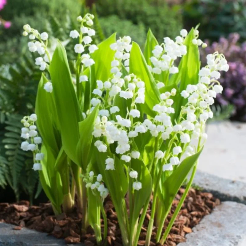 Lily of The Valley Bareroot Flower Plant Bare Roots for Gardening