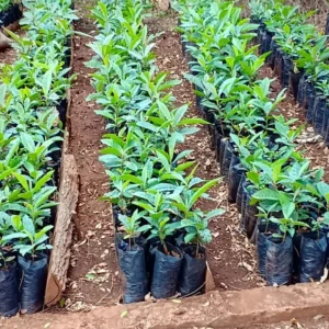 Loquat Seedling 4-6'' Rooted Rare Tropical Fruit Tree Starter Plant