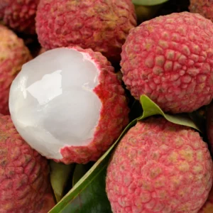 Lychee Plants Set of 2 Seedlings 4-6'' Fruit Tree Starter