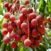 Lychee Seedling 4-6 Inch Rare Tropical Fruit Tree Sapling