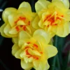 Mix Double Daffodil Bulbs - 10 Flower Bulbs for Spring Planting