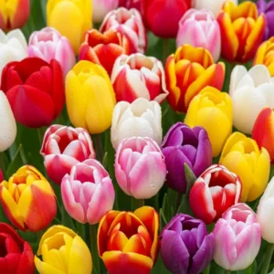 Mixed Tulip Bulbs - 15 Pack Fall Planting Spring Flower Bulbs Outdoor Perennial