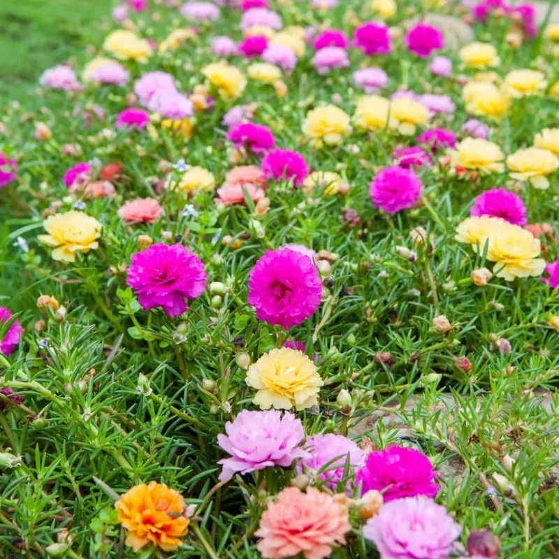 Moss Rose Plants Live Pink Portulaca Annual Flower Plant 3-5 Inches
