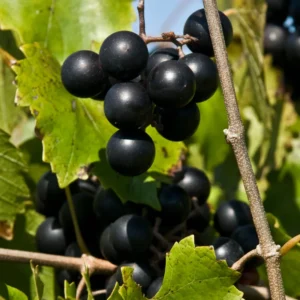 Muscadine Grape Vine Live Plant - 4-7" Fruit Grapevine Starter Plant for Outdoor Planting