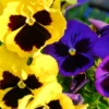 Pansy Plants Live, 2 Mix Flowering Viola, 3-6 Inches Tall