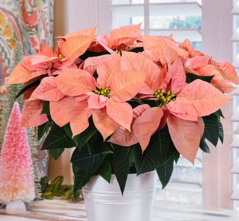 Peachy Blooms