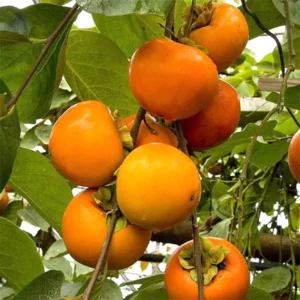 Persimmon Tree Live Plant - 6 To 12 Inches Tall - Quart Pot