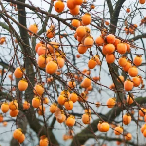 Persimmon Tree Live Plant - 6 To 12 Inches Tall - Quart Pot