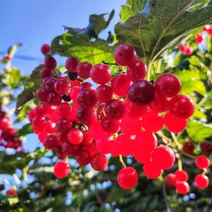 Random Viburnum