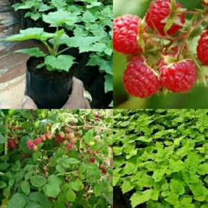 Raspberry Plants Live - Cold Hardy Raspberry Bushes Ready to Plant - Various Varieties