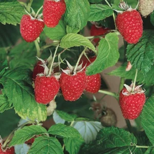 Raspberry Plants Live - Cold Hardy Raspberry Bushes Ready to Plant - Various Varieties
