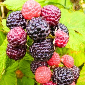 Raspberry Plants Live - Cold Hardy Raspberry Bushes Ready to Plant - Various Varieties