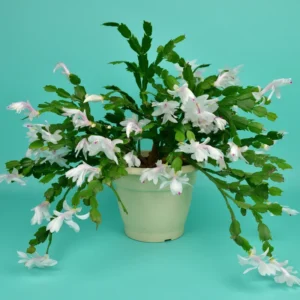Thanksgiving Cactus Plant Live 4