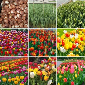 Tulip Bulbs Mix - 14 Large Flower Bulbs for Spring Planting