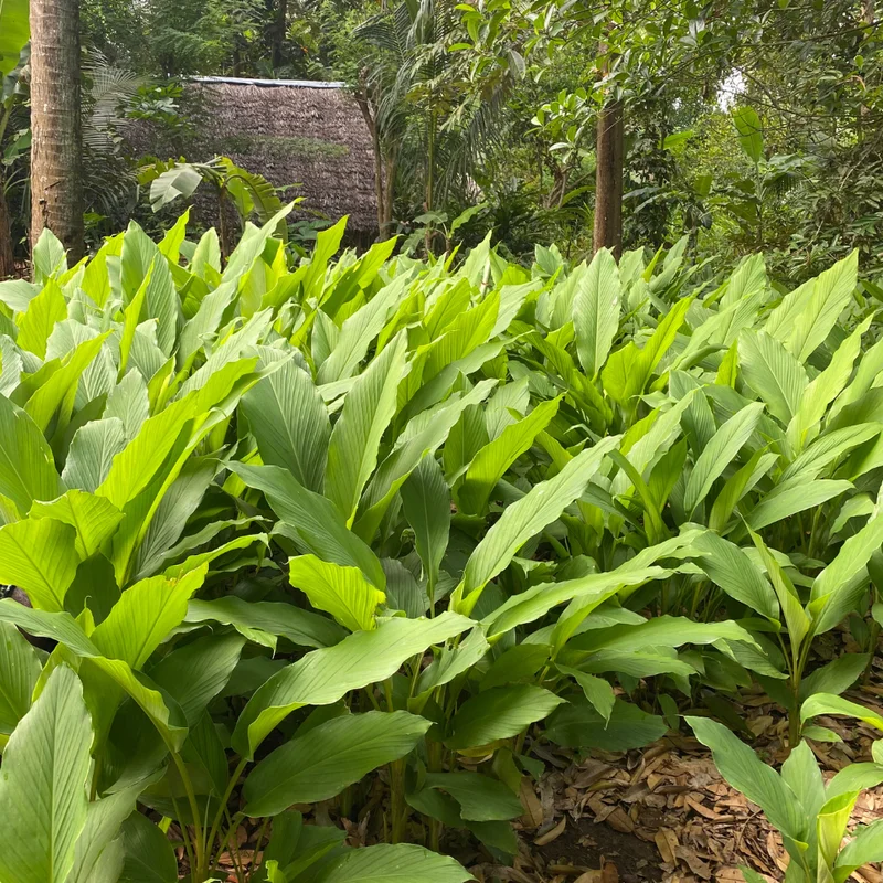 Turmeric Plants Live for Planting - Curcuma Root - 4-6 Inch Herb Plants