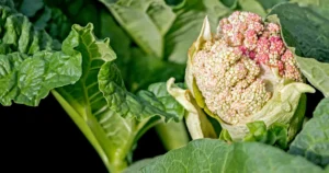 Why My Rhubarb Is Flowering, Can I Eat Them, and What Should I Do