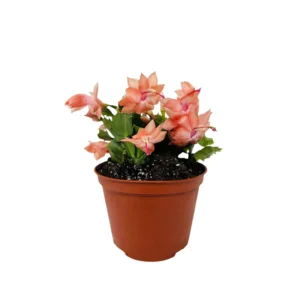 Yellow Peachy Christmas Cactus Live Plant 2'' Pot Holiday Cactus