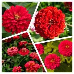 Zinnia Flowering Plants - 4'' Pot Annual Zinnia Plants for Planting