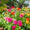 Zinnia Live Plants for Planting - Flower Plant Tree in 4 Inch Pot