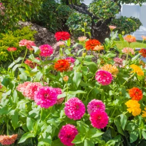 Zinnia Live Plants for Planting - Flower Plant Tree in 4 Inch Pot