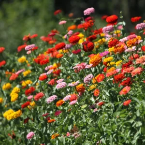 Zinnia Live Plants for Planting - Flower Plant Tree in 4 Inch Pot