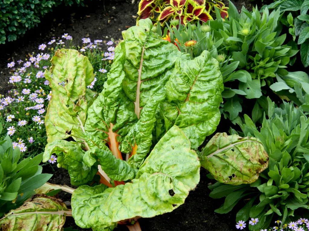An old rhubarb plant showing yellowed and curling leaves — a sign it may need to be divided or rejuvenated.