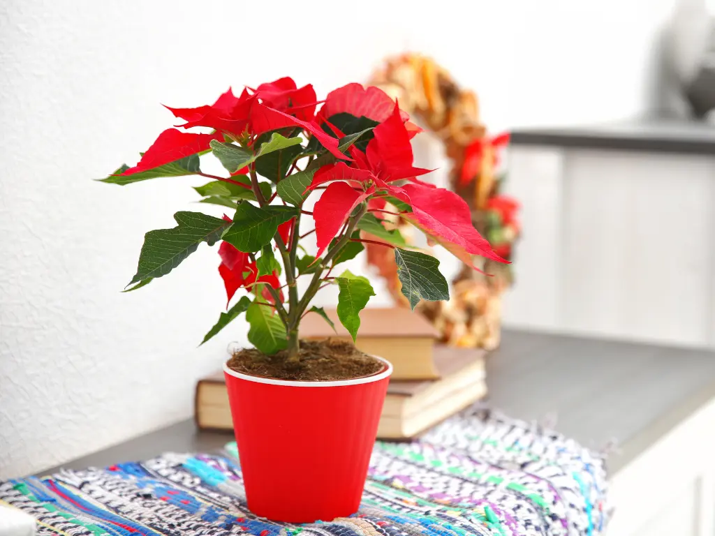 Creating the Perfect Growing Environment for Poinsettia