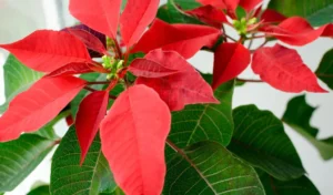 Poinsettia plants
