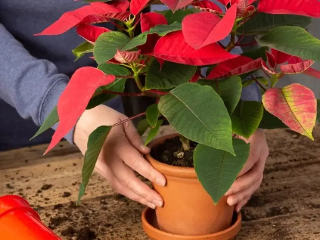 care for Poinsettia plants