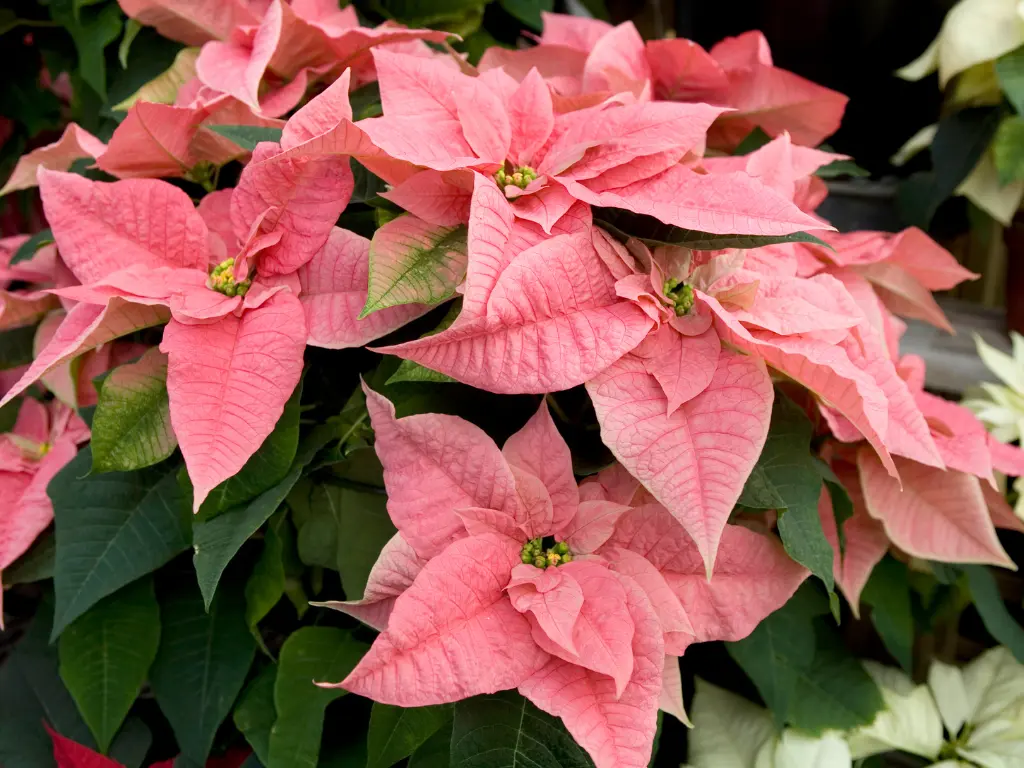 growing poinsettia plants